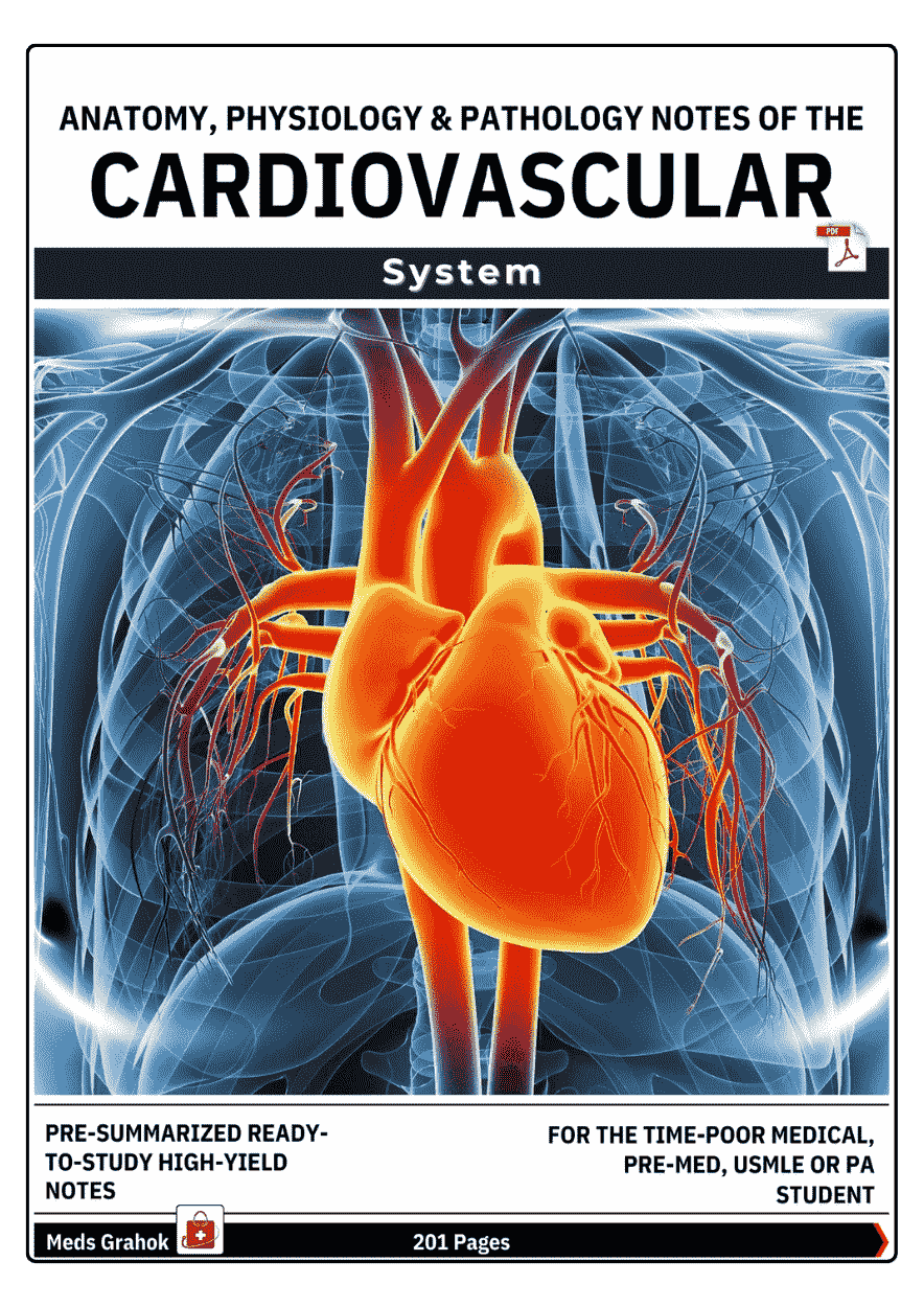 Cardiovascular_System_ (7) (1)